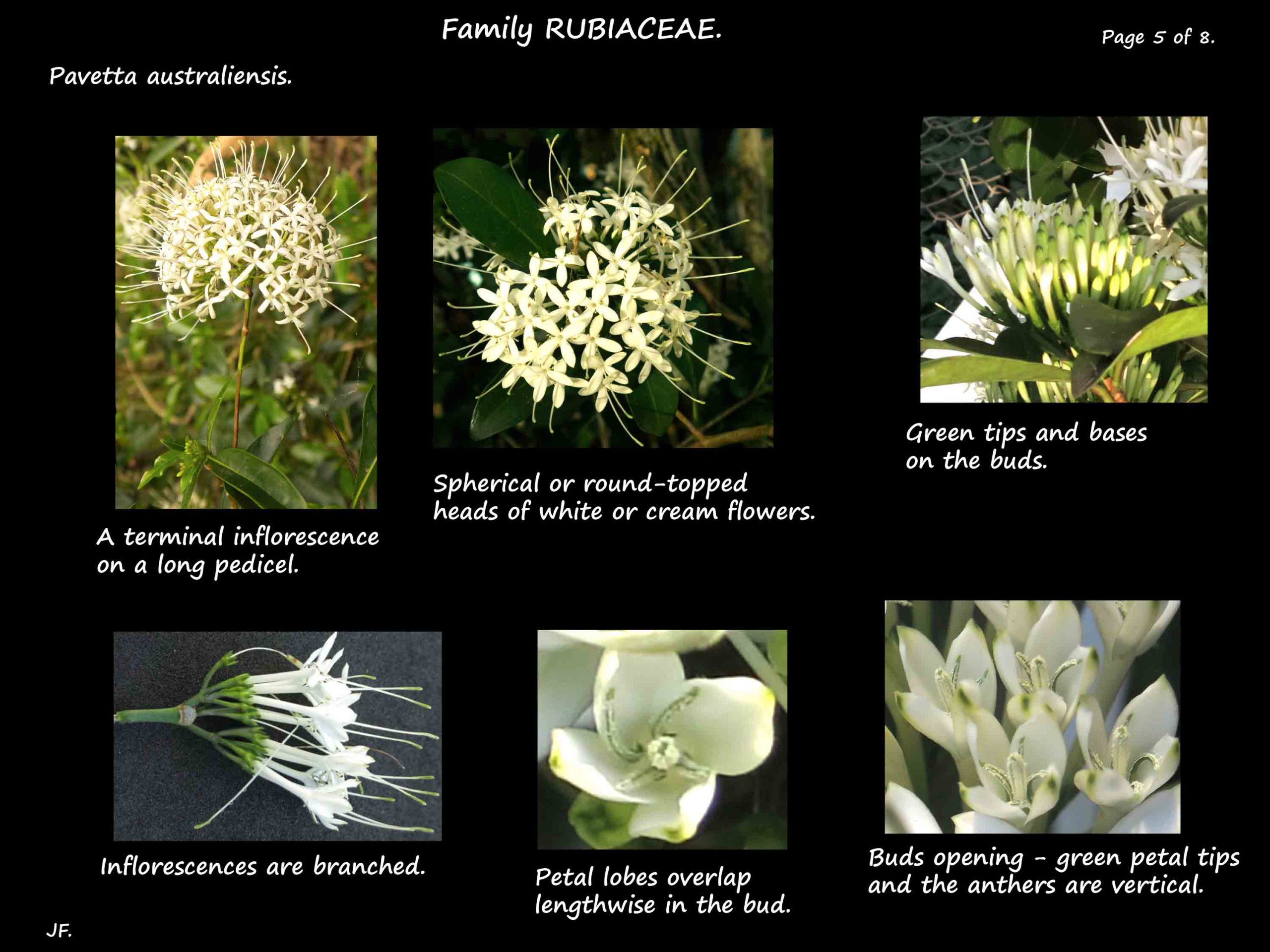 5 Pavetta australiansis flowers